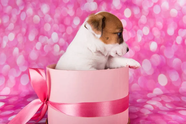 Niedlicher Weißer Welpe Auf Rosa Schachtel Mit Schleife Jack Russel — Stockfoto