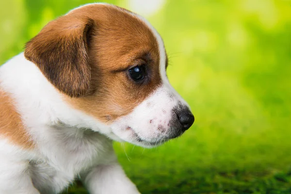 Jack Russell Teriér Štěně Pes Zeleném Pozadí — Stock fotografie