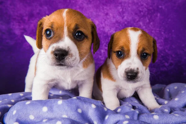 Twee Jack Russell Terrier Puppy Een Paarse Deken — Stockfoto
