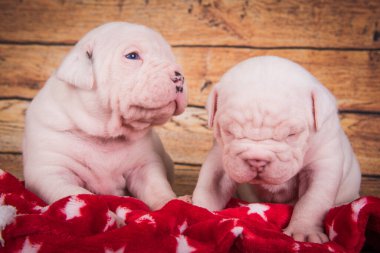 İki komik Amerikan Bulldog köpek yavrusuyla Noel veya yeni yıl arkaplanı uyuyor..
