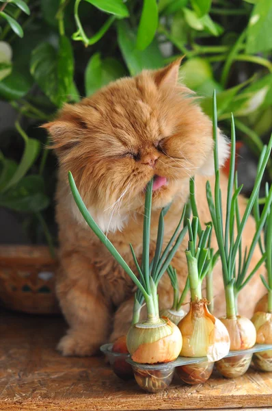 Funny cat eats green onions — Stock Photo, Image