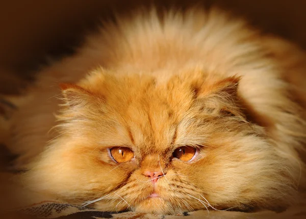 Komik büyük kedi namlu — Stok fotoğraf