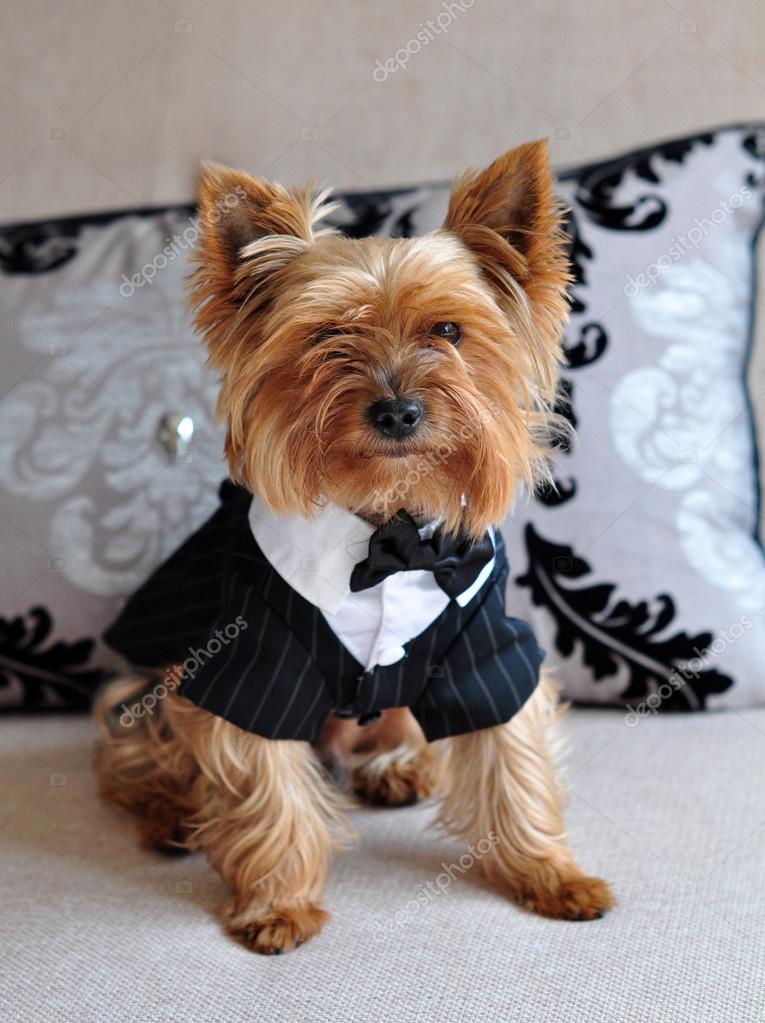 Small cute Yorkshire Terrier dog elegant clothes Stock by ©zannaholstova 65892119