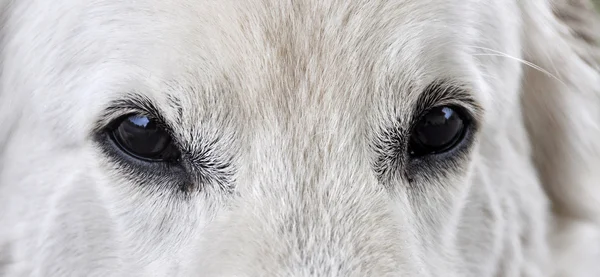 Pastor blanco ojos de perro — Foto de Stock