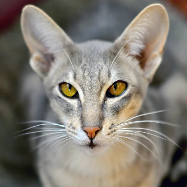 Portret güzel oryantal kedi