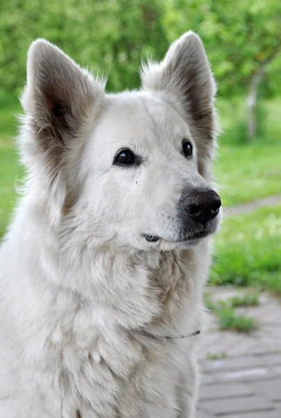 Großer weißer Schäferhund — Stockfoto