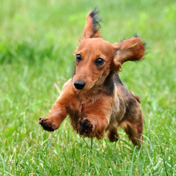 Dachshund dog running — Stock Photo, Image