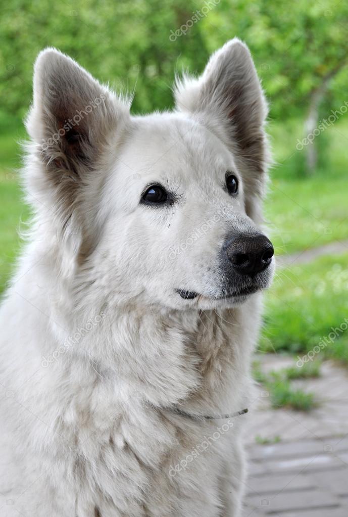 Gros Chien De Berger Blanc Photographie Zannaholstova