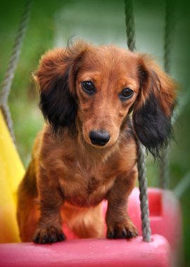 Komik sevimli uzun saçlı Dachshund tavşan