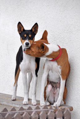 Alçaklık köpekler çift öpücük