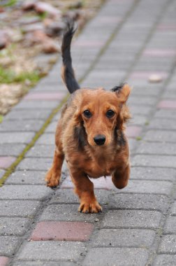 Dachshund Köpek çalıştırır