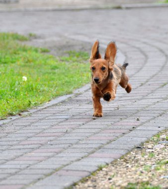 Dachshund Köpek çalıştırır