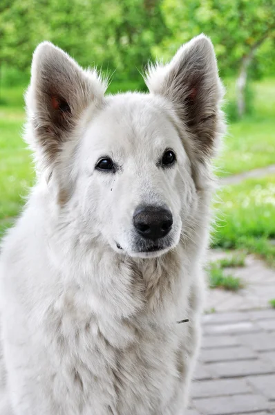 Grote witte schapen hond — Stockfoto