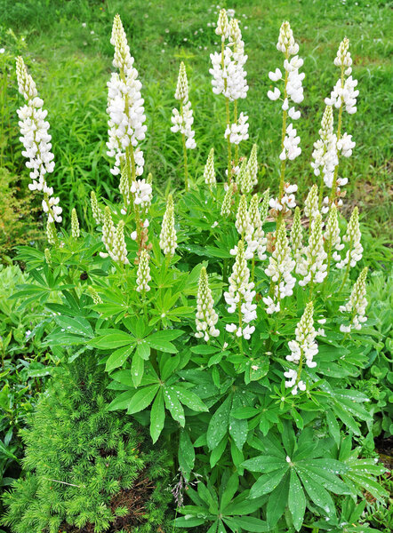 Lupin flowers