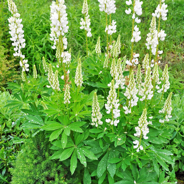 Lupin flowers