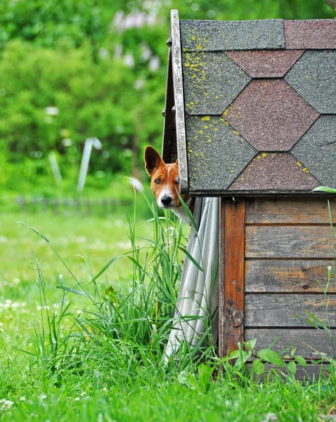 犬のブースで — ストック写真