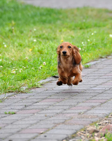 Teckel hond wordt uitgevoerd — Stockfoto