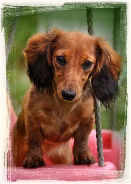 169 Dachshund rabbit Stock Photos, Images | Download Dachshund rabbit ...