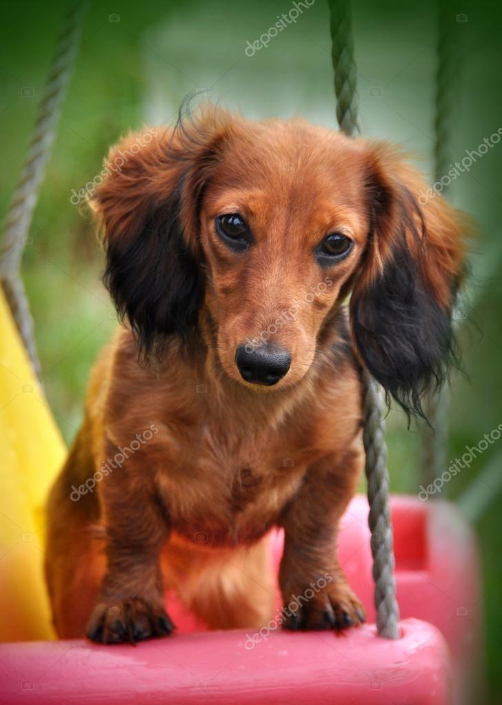 Funny Cute Long Haired Dachshund Rabbit Stock Photo