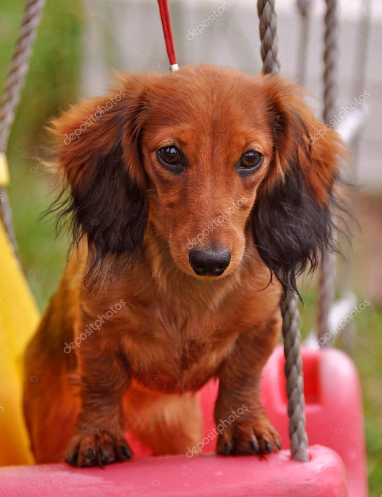 Funny Cute Long Haired Dachshund Rabbit Stock Photo
