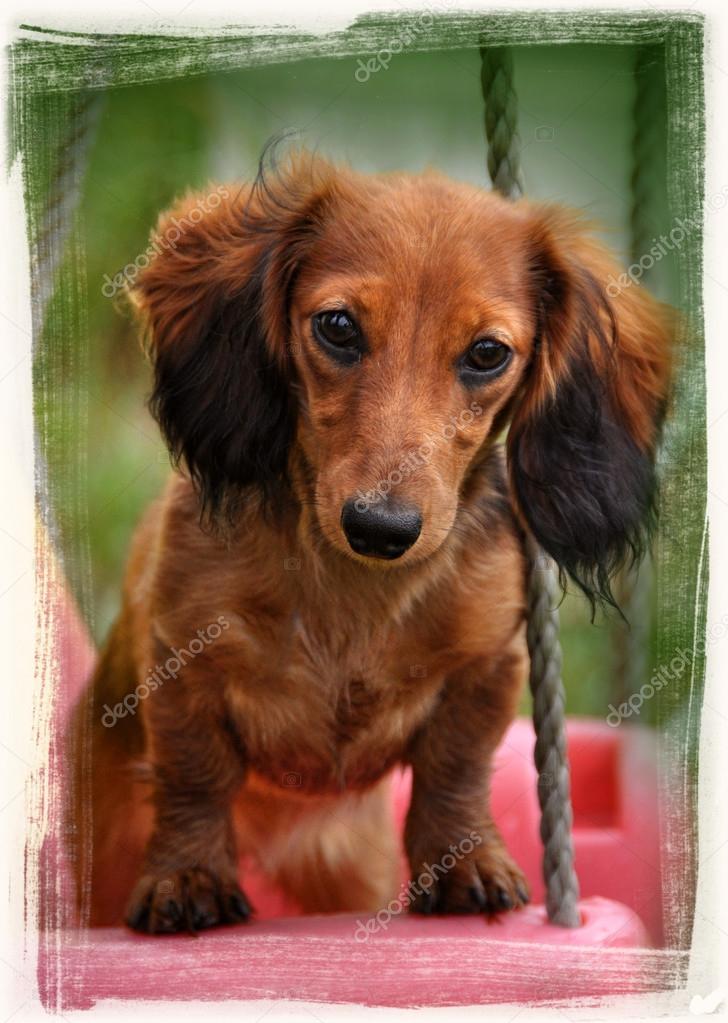 Pictures Funny Long Hair Funny Cute Long Haired Dachshund