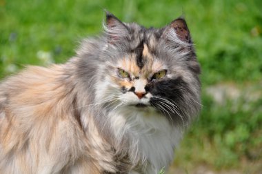 Güzel çok renkli kedi