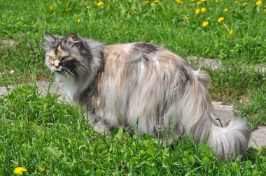 Güzel çok renkli kedi