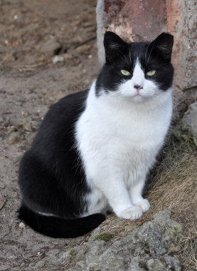 Siyah ve beyaz yetişkin kedi