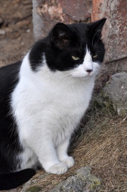 Siyah ve beyaz yetişkin kedi