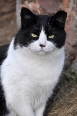 Siyah ve beyaz yetişkin kedi