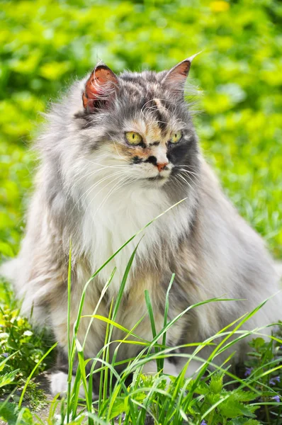 Güzel çok renkli kedi — Stok fotoğraf