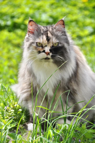 Güzel çok renkli kedi — Stok fotoğraf