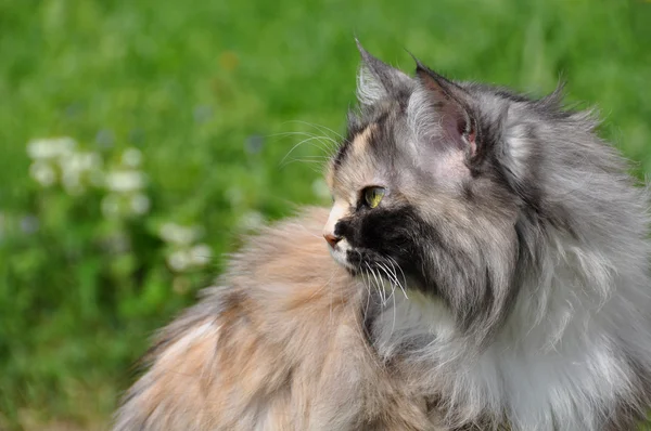 Beautiful multicolor cat — Stock Photo, Image