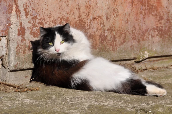 Gato tomando el sol —  Fotos de Stock