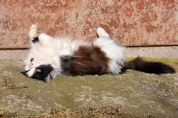 Gato tomando el sol —  Fotos de Stock