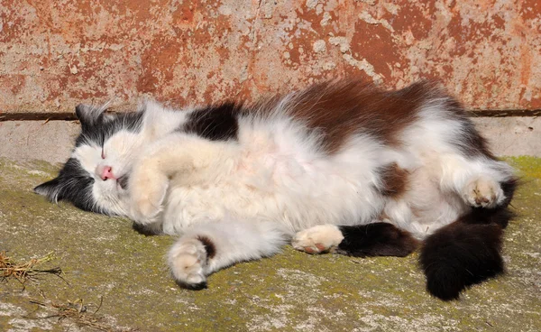 Gato tomando el sol —  Fotos de Stock