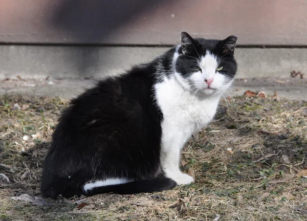 Zwart-wit volwassen kat — Stockfoto