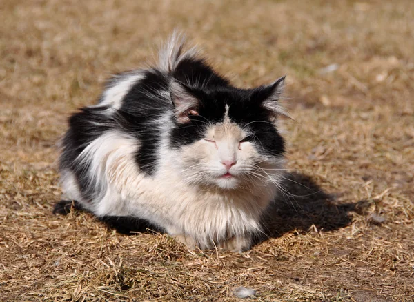 Svart och vit katt sover på marken — Stockfoto