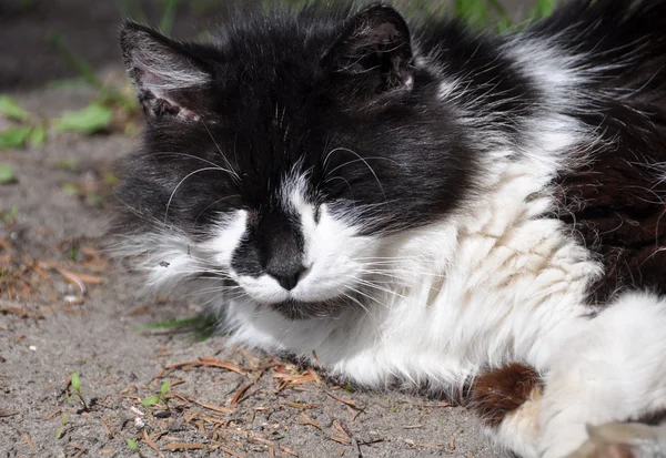 Schwarze und weiße Katze schläft auf dem Boden — Stockfoto