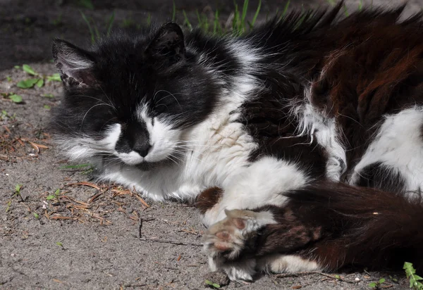 Zwart-witte kat slaapt op de grond — Stockfoto