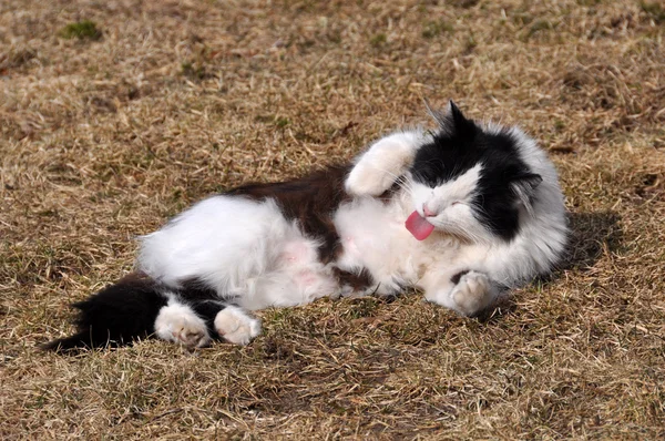 Svart och vitt gatan katt slickar sin päls i gräset — Stockfoto