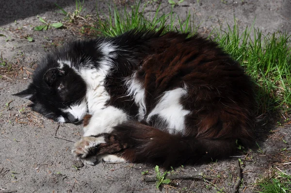 Zwart-witte kat slaapt op de grond — Stockfoto