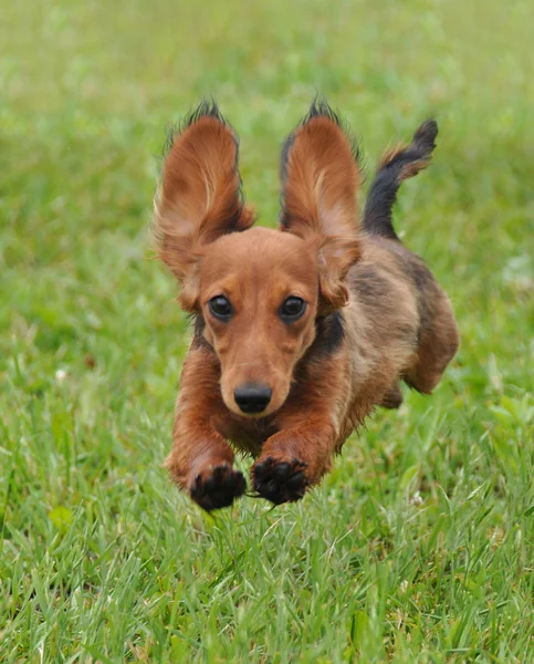 Dachshund dog running — Stock Photo, Image