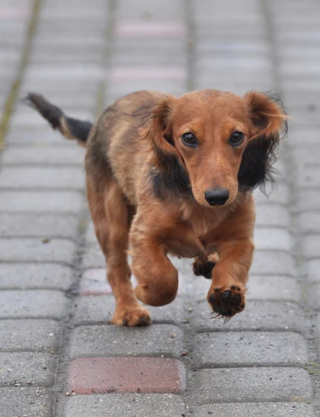 Dachshund cão corre — Fotografia de Stock