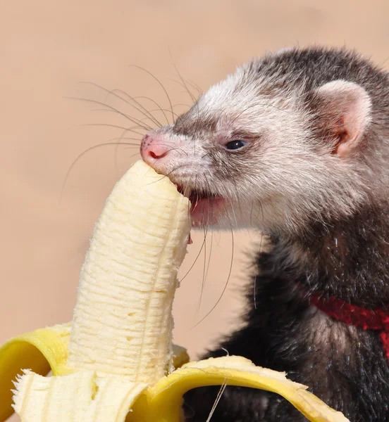 Frettchen essen eine Banane. — Stockfoto