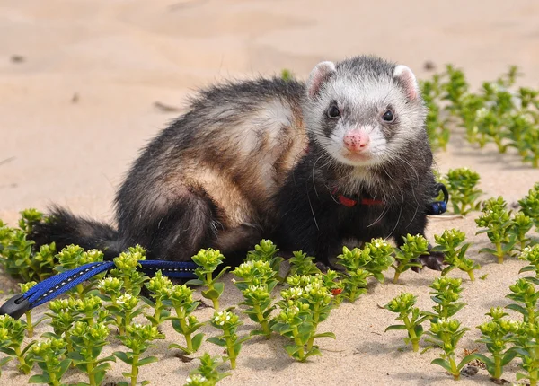 Тхори прогулянка по піску. На ferret є одомашнених ссавців типу Mustela putorius furo. — стокове фото