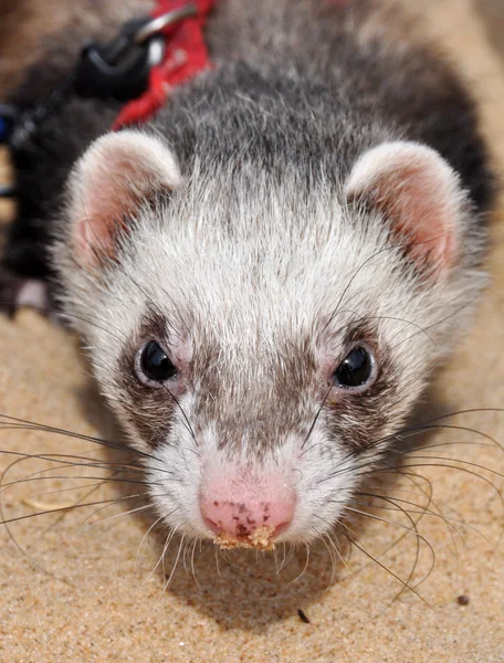 Frettchen laufen auf dem Sand. Das Frettchen ist ein domestiziertes Säugetier vom Typ mustela putorius furo. — Stockfoto