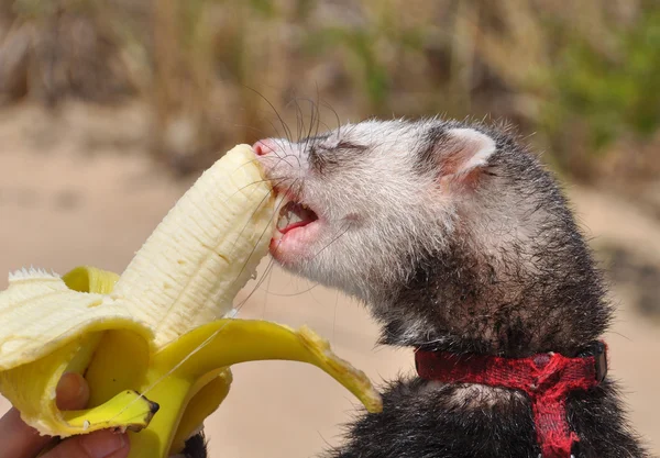 Furões comendo uma banana . — Fotografia de Stock