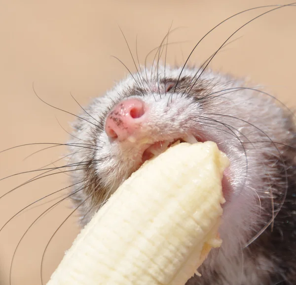 Furões comendo uma banana . — Fotografia de Stock