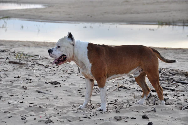 Pies american staffordshire terrier — Zdjęcie stockowe